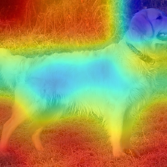 MetaCLIP-B/32: Golden Retriever