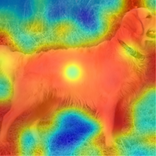 ViT-B/16: Golden Retriever