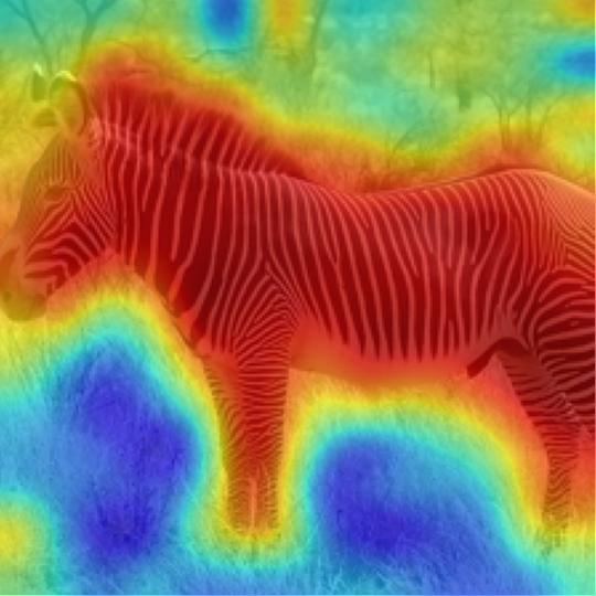ViT-B/16: Zebra