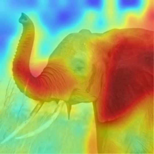 DINOv2-B/14: African elephant