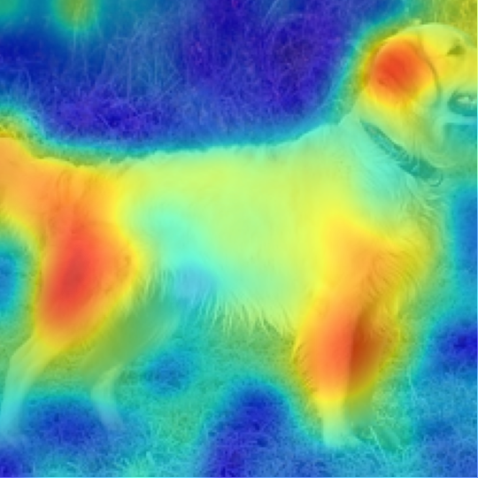 DINOv2-B/14: Golden Retriever